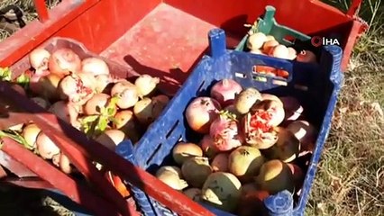 Nar ekşisi yapımında kullanılan "Yaylacık Narı"nın hasadı başladı