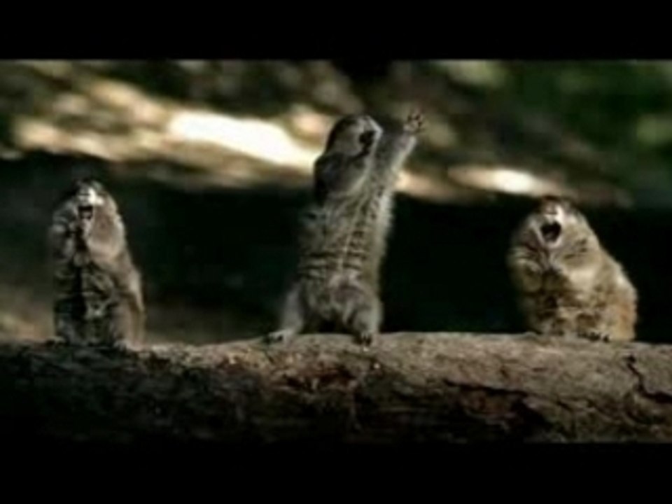 Pub Bridgestone (Ecureuil)