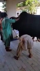 Qurbani Of Bull Part 1 | 2019 | Eid - e - Qurban