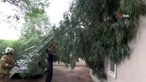 Maltepe'de şiddetli rüzgar nedeniyle kopan ağaç otomobilin üzerinde devrildi