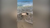 Ora News - Vlorë, një breshkë e rrallë gjendet e ngordhur në breg të detit