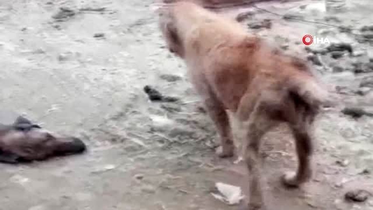 Ölüme terk edilen köpekler kurtarıldı