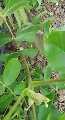 Ziraat Fidancılık Aşılı Chandler Ceviz Fidanı Tarla Kontrolü