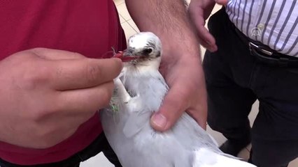 Boğazına çapari iğnesi takılan martı ameliyat edildi