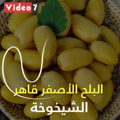 فيديو معلوماتى.. البلح الأصفر قاهر الشيخوخة وعدو الاكتئاب