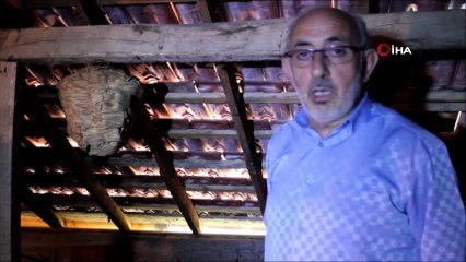 Yaban Arıları Evin Çatısına Yuva Yapı, Görenler Hayrete Düştü