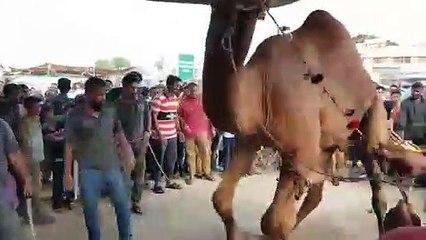 Qurbani Of Camel Part 1 | 2019 | Eid - e - Qurban