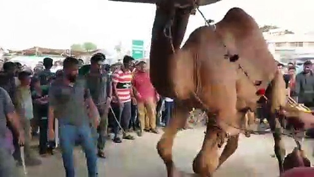 Qurbani Of Camel Part 1 | 2019 | Eid - e - Qurban