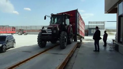 Söke'de pamuk hasadı denetimi - AYDIN