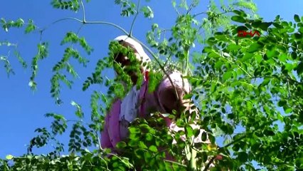 Gaziantep'te yetiştirilen 'moringa' her derde deva
