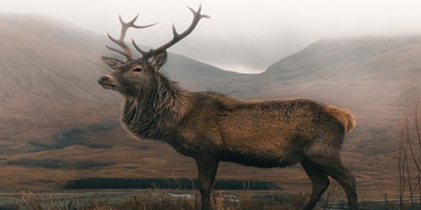 Este alce cabreado embiste sin compasión a una mujer y a un coche que intenta ayudarla en un parque natural de EE.UU.