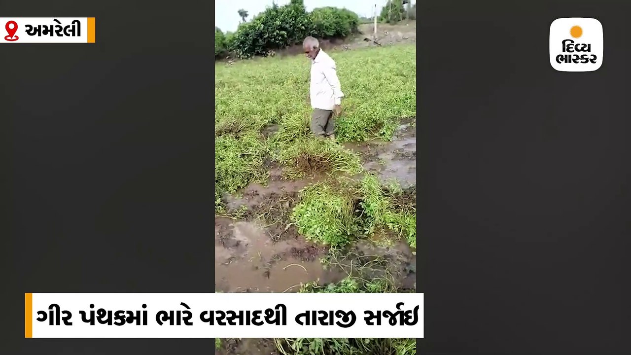 ગીર પંથકમાં પડેલા ભારે વરસાદના કારણે મગફળી અને...
