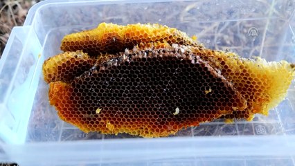 Toroslar'daki 'organik bal' üç arkadaşın geçim kaynağı oldu - KONYA