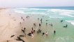 A Beach in Cape Verde Transformed Into a Dolphin Cemetery,  136 Dolphins Stranded.