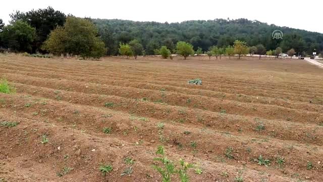 Mucize bitki safranda hasat zamanı