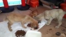 Yaralı kedi ve üzerlerinden araç geçen iki yavru köpek, tedavi için İstanbul'a gönderildi