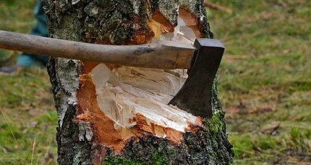 İş yerinin önündeki 2 ağacı kestiği iddia edilen esnafa, 50 bin TL para cezası kesildi