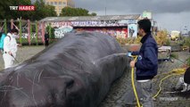 Karaya vurmuş balina heykeli ile küresel ısınmaya dikkat çektiler