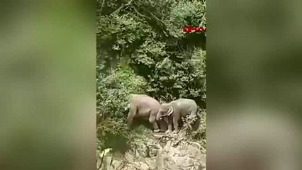 Tayland'da şelale havuzuna düşen 6 fil öldü