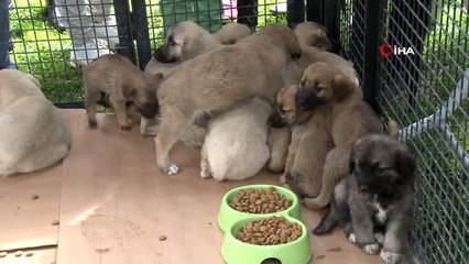 Onlarca kedi ve köpek parmaklıkların arkasından yuvalarına koştu
