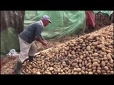 Ora News - Revolta e fermerit: Me drogë na fusin brenda, me pataten nuk fitojmë fare