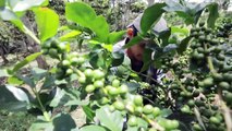 مزارعو البن في نيكاراغوا يواجهون تحديات مناخية واقتصادية