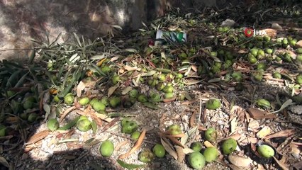 Muğla'da dolu...Yumruk büyüklüğündeki dolu evlerin camlarına, güneş enerjisi panellerinde, araçların camlarında ve zeytinlerde hasara yol açtı