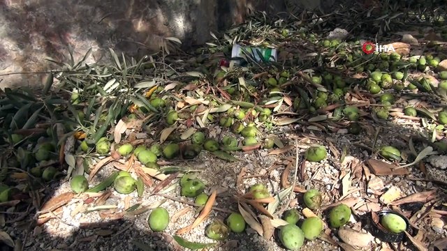 Muğla'da dolu...Yumruk büyüklüğündeki dolu evlerin camlarına, güneş enerjisi panellerinde, araçların camlarında ve zeytinlerde hasara yol açtı