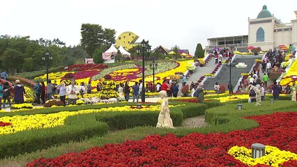 치즈와 국화, 그리고 소리...여기는 가을 축제장 / YTN