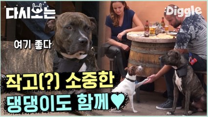 [#윤식당2] 혹시 이름이 스몰도그 인가요…? 작은 댕댕이 두 마리라더니 ㅎㅎ  | #다시보는윤식당 | #Diggle