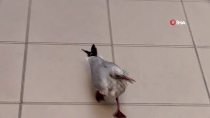 Boğazına çapari takılan martı tedavi edildi