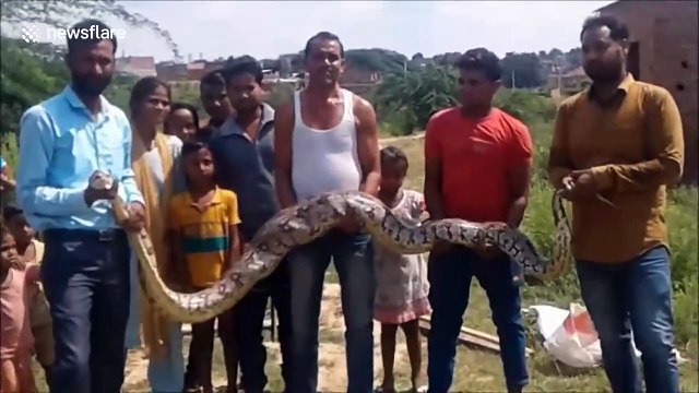 Cet énorme serpent régurgite un animal avalé en entier !