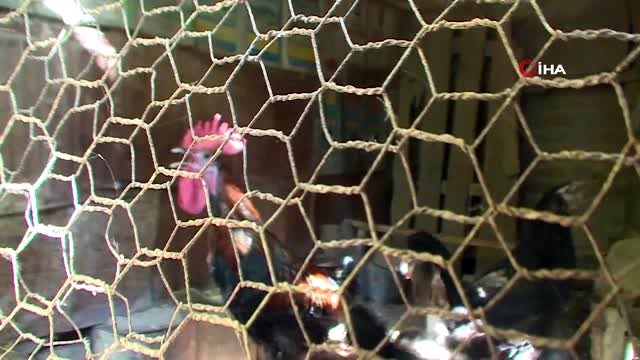 'Horoz'un memleketinde horoz sesi tartışması...Besiciler ile vatandaşı karşı karşıya getirdi