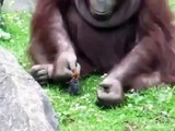 Un orang-outan sauve un oisillon tombé à l'eau... adorable