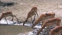 Ces gazelles ne voient pas ce qui se cache dans ces eaux troubles... Attention