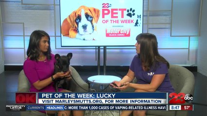 Pet of the Week: One-year-old Lucky