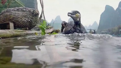 Chim Cốc Đế Lớn Chung Sống Với Ngư Dân Và Cùng Nhau Bắt Cá