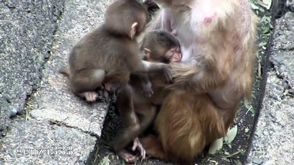 Snow Baby Monkeys Video 3 - Baby Animal Movie_HD