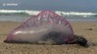Stunning close up footage shows what the deadly Portuguese man o' war invading England's beaches look like