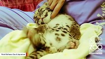 Clouded Leopard Cub Has The Most Adorable Reaction To Getting Scratched