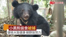 台東利稻黑熊健檢無大礙 朝野放目標努力(台東林管處提供)