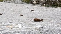 Why Daredevil Goats Climb A 16 Foot Tall Dam