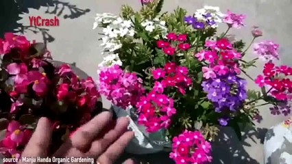 Jika Kamu Ketemu Tanaman Ini Segera Ambil. Ini Alasannya!