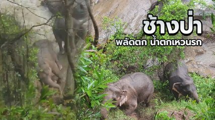 ลุ้นสุดใจ นาทีช้างป่า 2 ตัว ฝ่ากระแสน้ำเชี่ยวขึ้นบนฝั่งเอาชีวิตรอด หลังตกน้ำตกเหวนรก