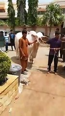 Qurbani Of Bull Part 1 | 2019 | Eid - e - Qurban