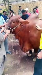 Qurbani Of Bull Part 1 | 2019 | Eid - e - Qurban