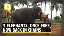 A Day in a Chain-Free Elephant Home in Tamil Nadu Which Is No More | The Quint