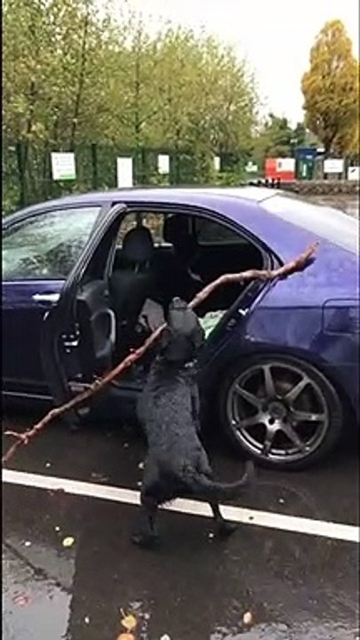 Ce chien galère à ramener son bâton dans la voiture..