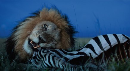 La turista curiosa graba a una manada de leones, sin imaginar lo que captaría