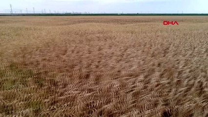 Konya-mısır üretiminin yüzde 30'u konya ovası'ndan